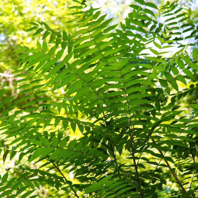 Idaho invasive trees in wetlands and coastal habitats