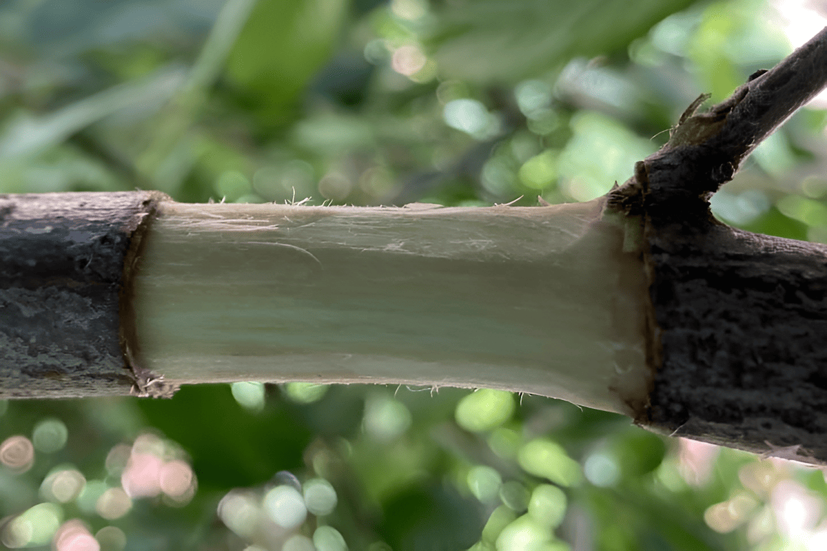 air layering tree propagation method using wrapped moss around stems