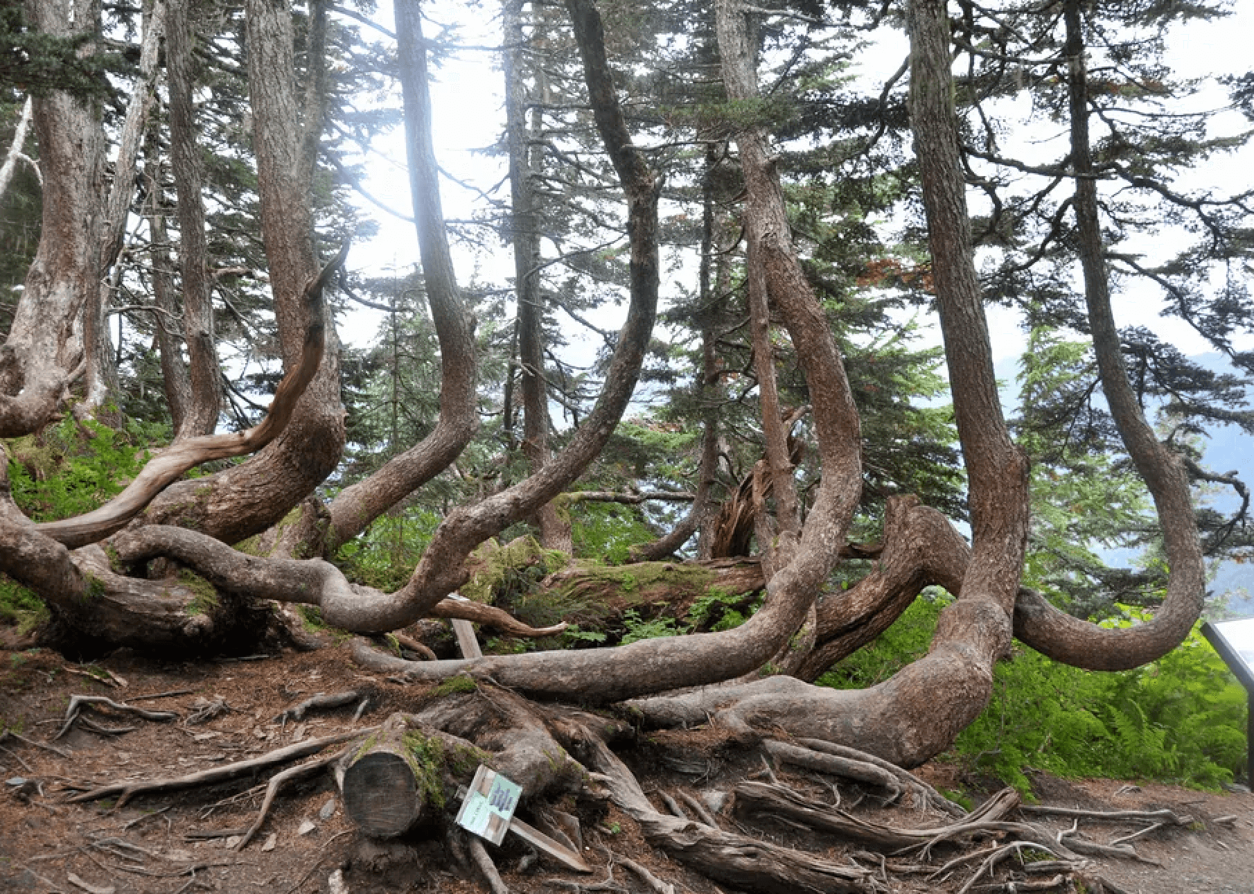 Unique leaf and branching of a Japanese maple tree