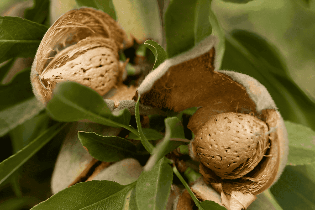 almond nut grove