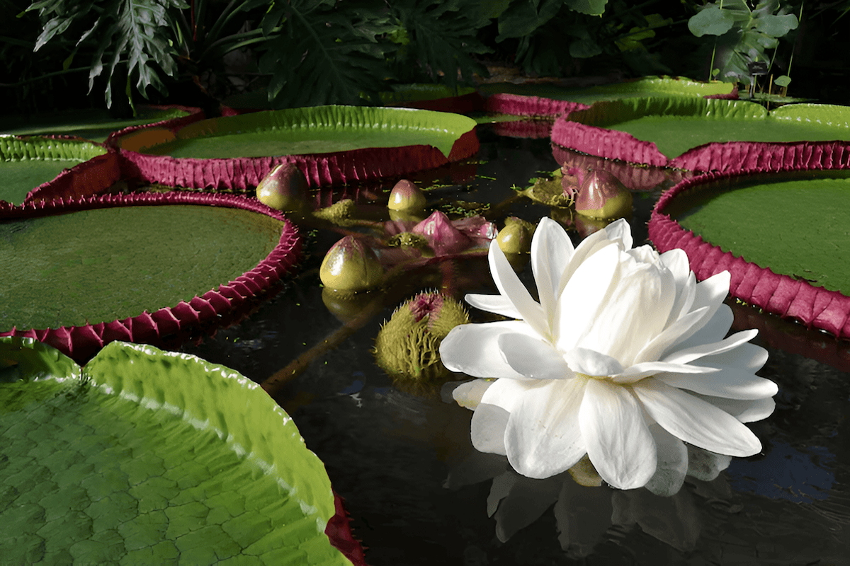 White and pink Amazonian water lily flowers used to attract pollinators at night