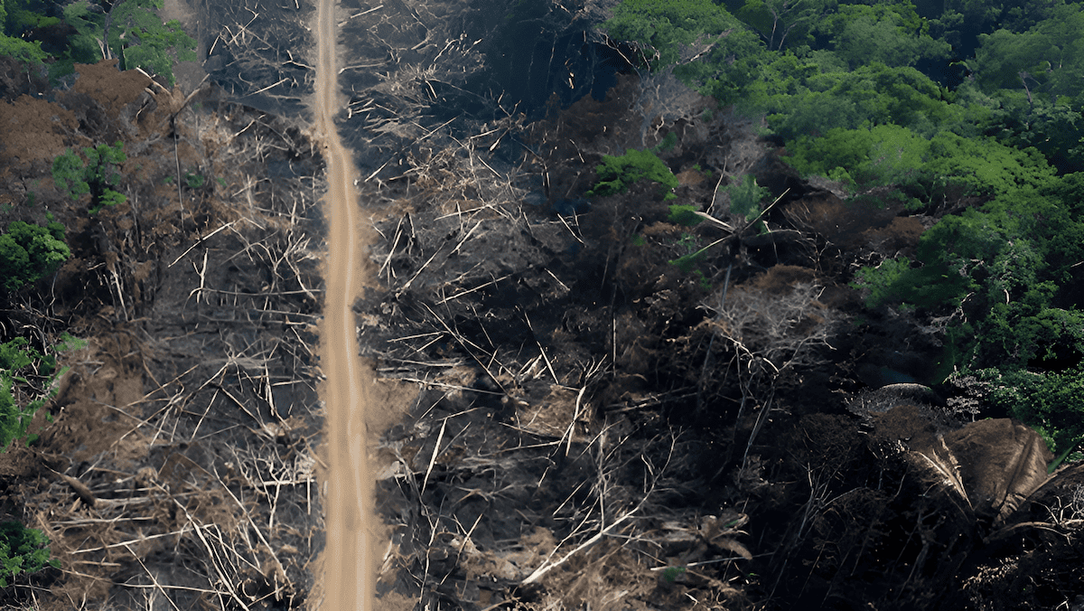 rainforests of the Amazonian river basin