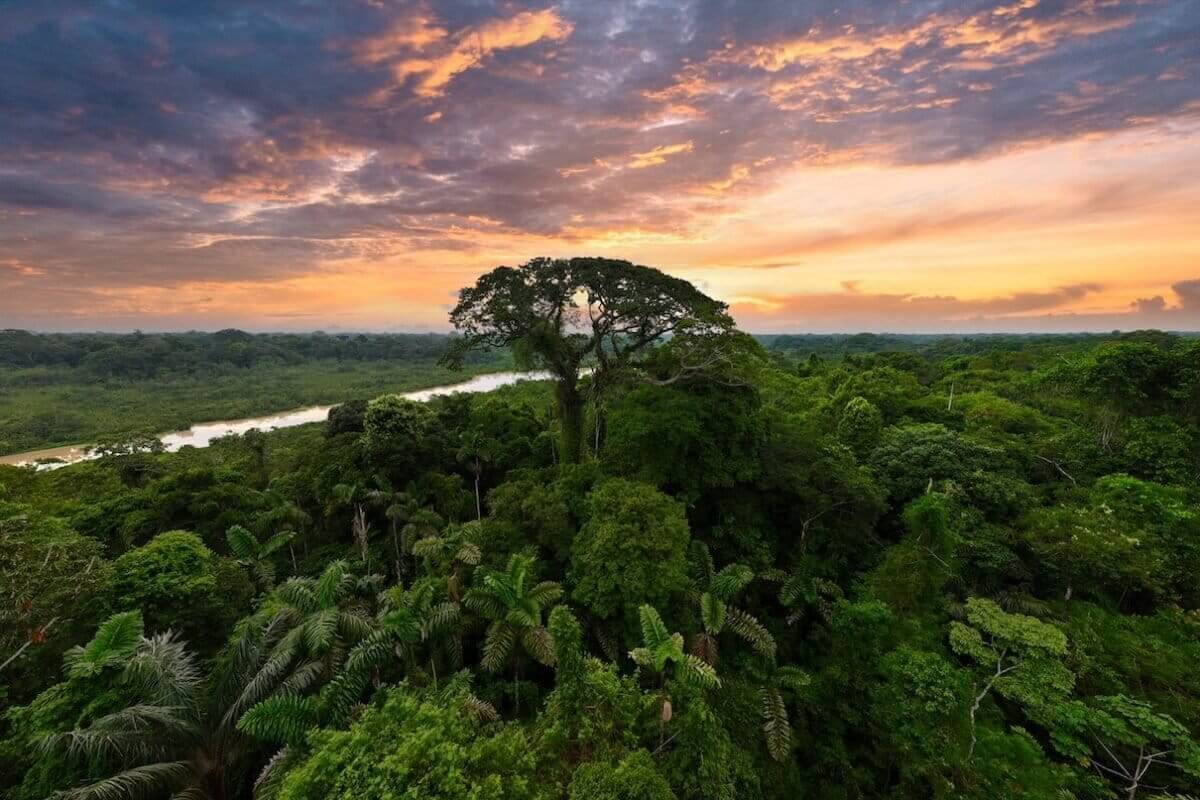 Amazon rainforest canopy with river at sunset showing dense tropical forest and biodiversity