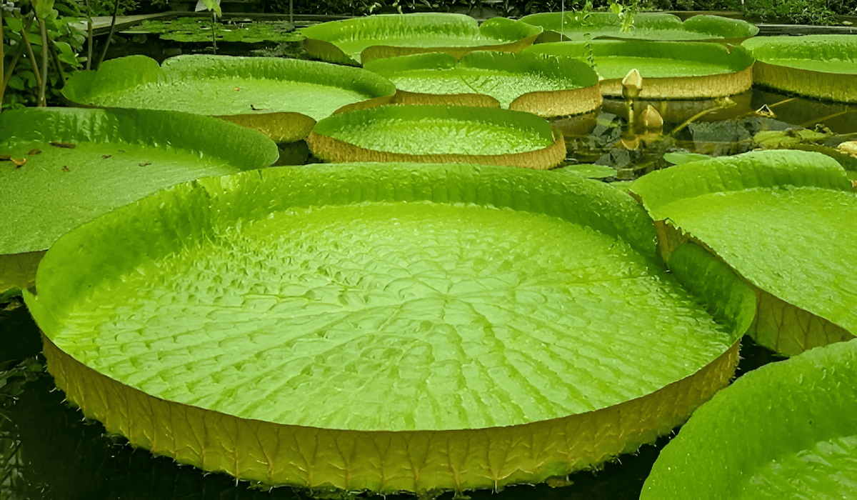 Giant Amazonian water lily with 12-foot floating leaves in the Amazon River Basin