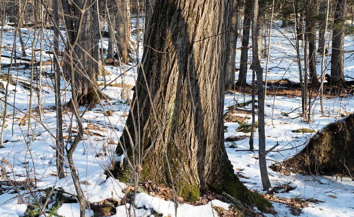 Growing american chestnut trees