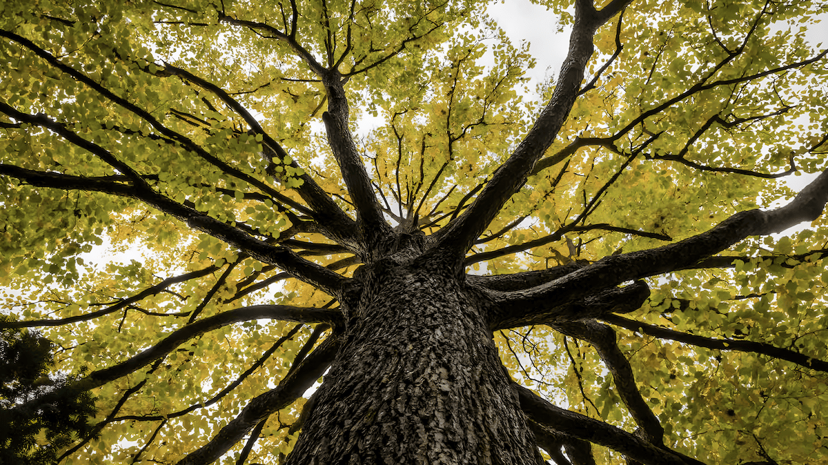 big backyard american elm tree