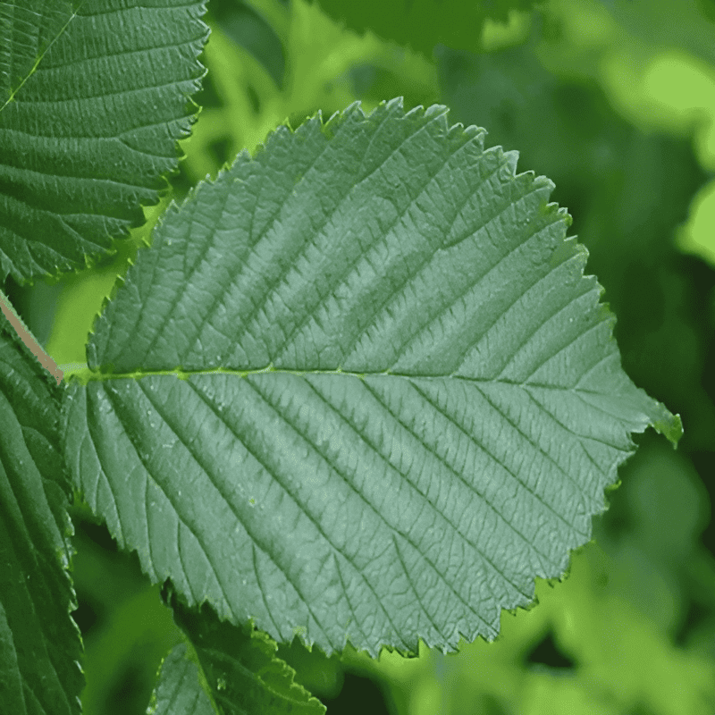 elm tree identification