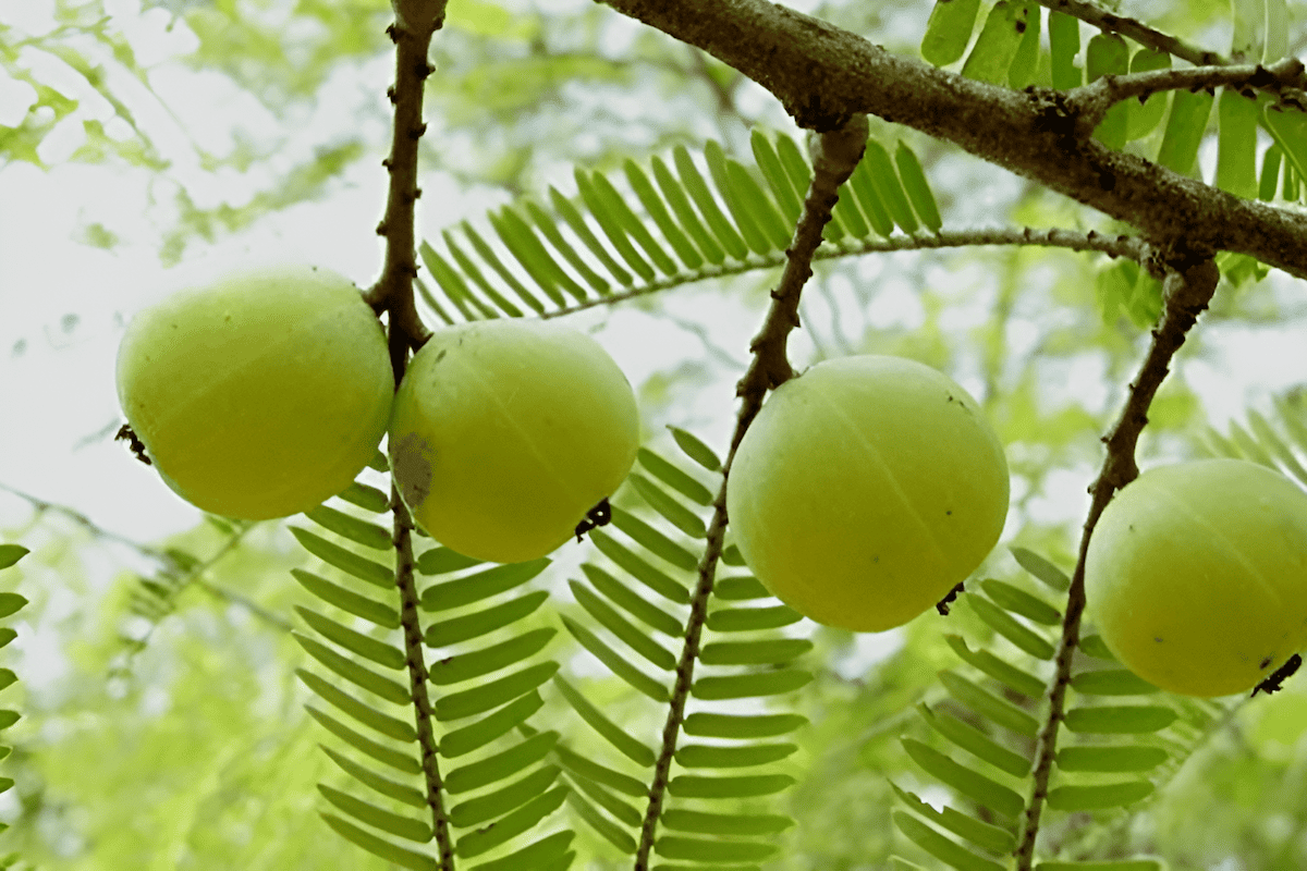 Amla trees bearing Indian gooseberries
