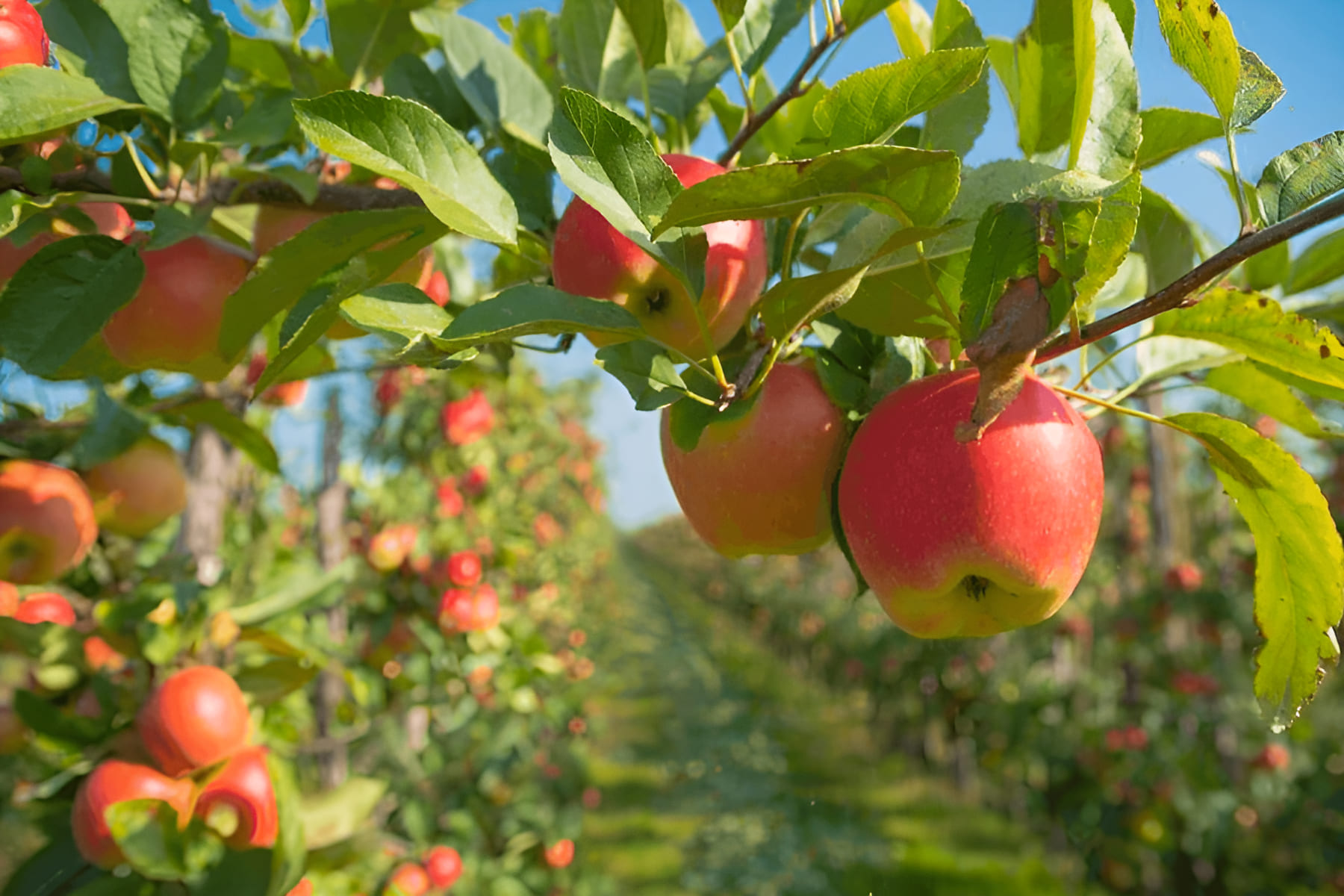 high-density apple trees growing in an orchard