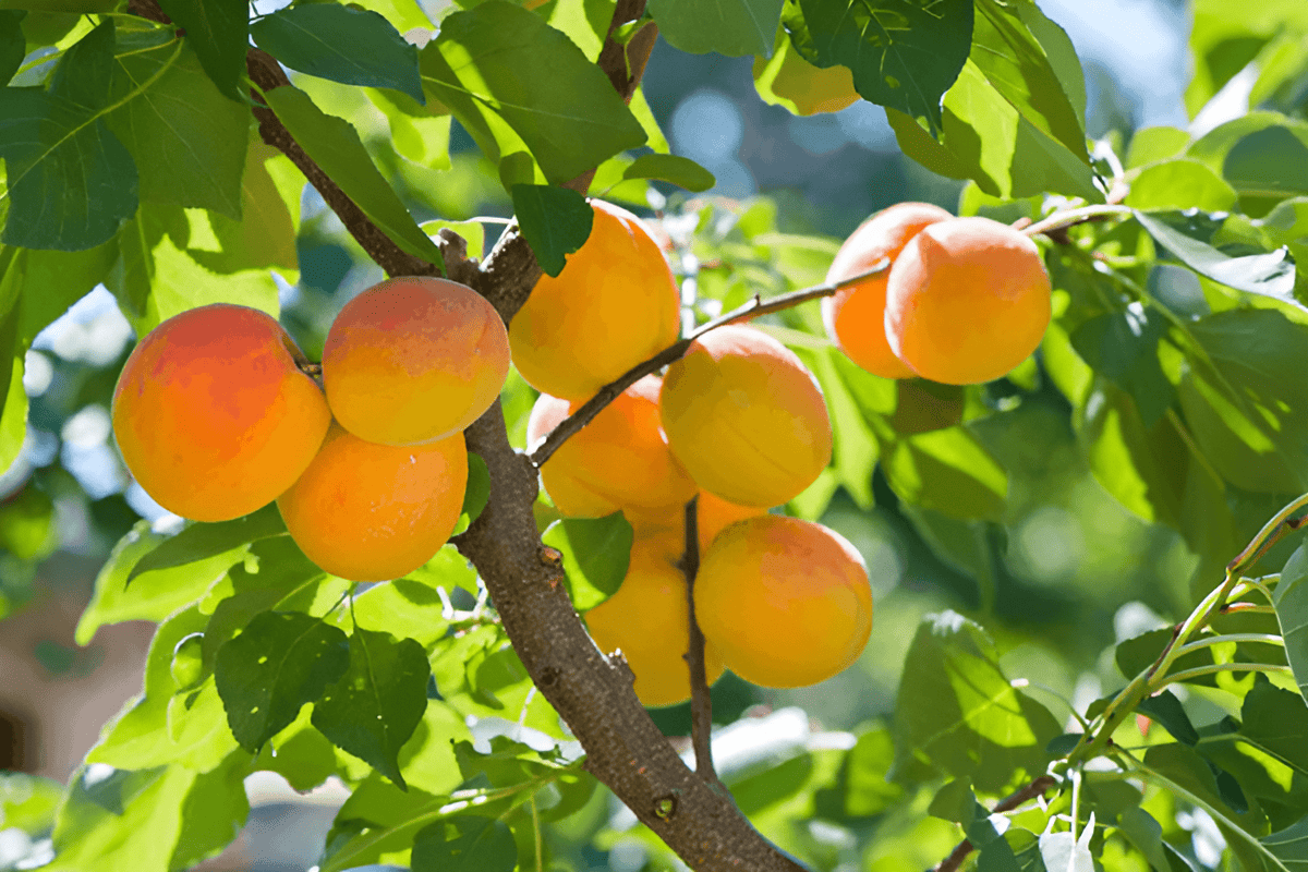 apricot orchard with trees bearing orange fruit