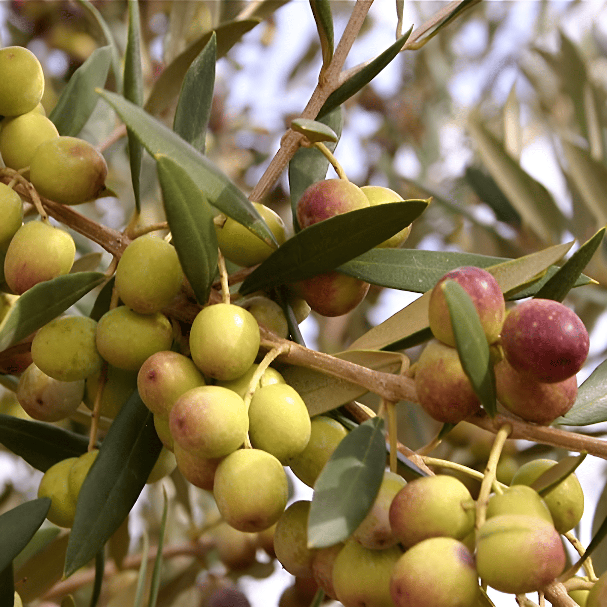 arbequina olive tree with ripe olives on the branch