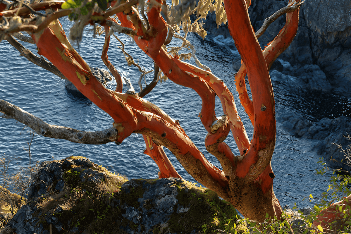Pacific madrone, strawberry tree, and madrona tree