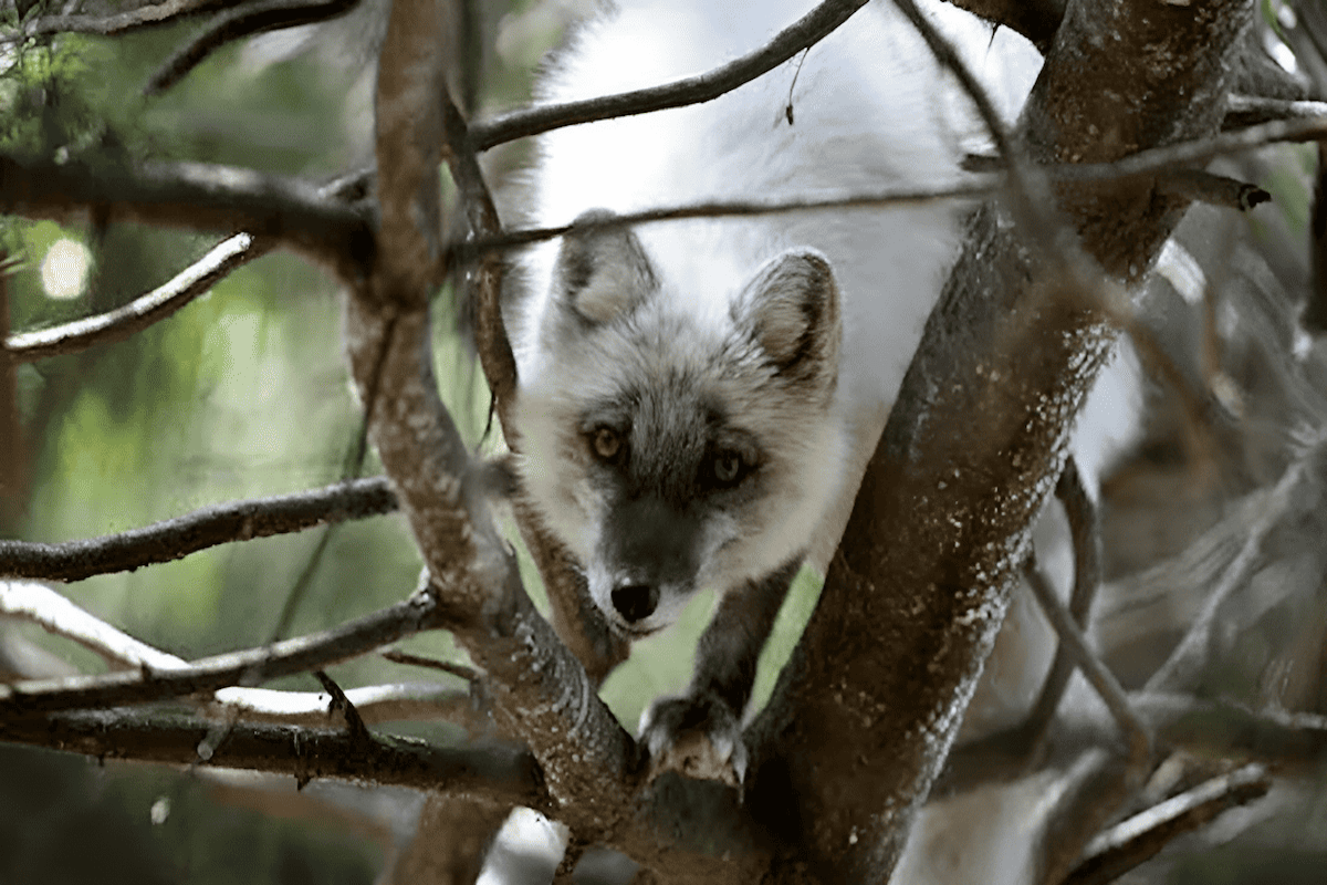 Arctic fox using arctic trees as habitat
