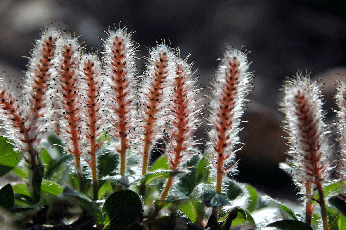 Arctic willow, a low-growing compact shrub adapted to arctic conditions