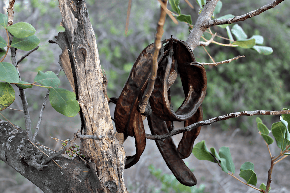 algarrobo carob tree with seed pods growing in Argentina
