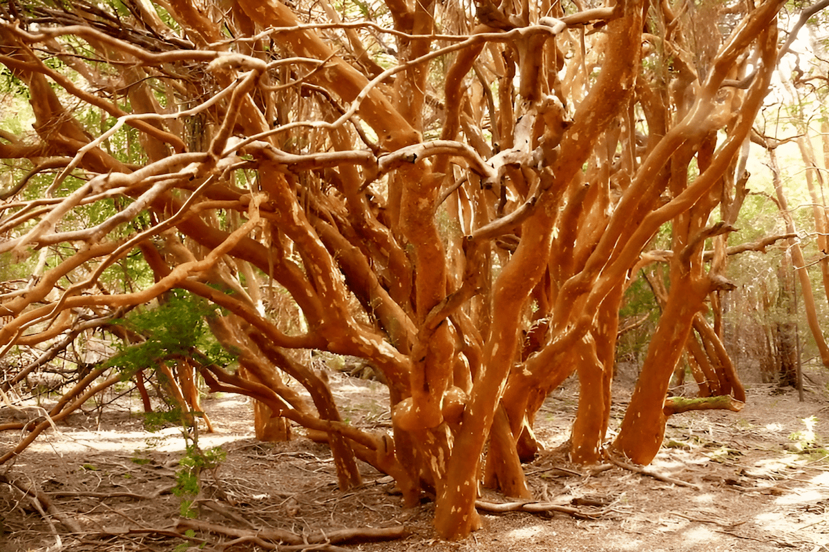 arrayan myrtle trees with cinnamon bark in Patagonia Argentina