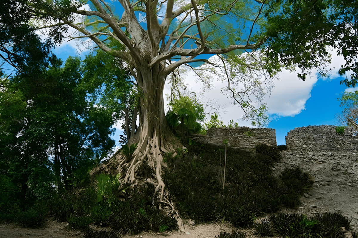 dense quebracho trees growing in the Gran Chaco forest of Argentina