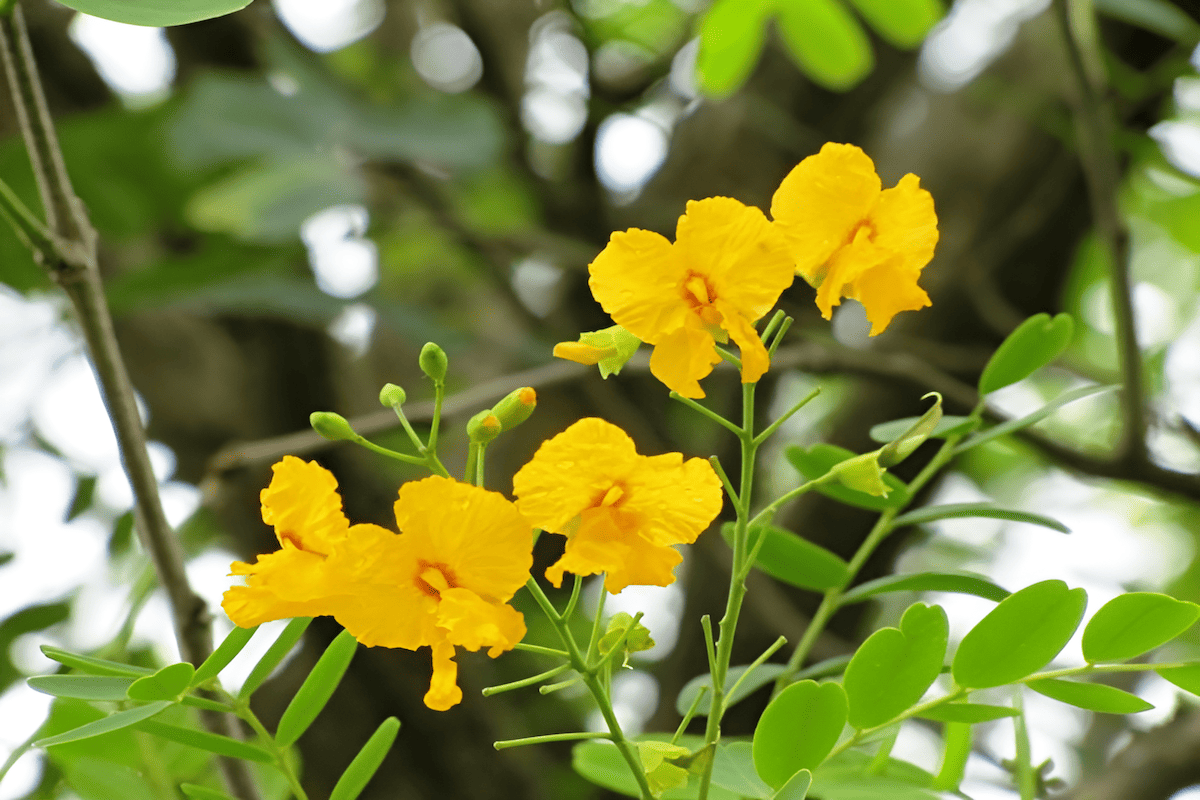 large tipuana tipu tipa street tree providing shade in Argentina