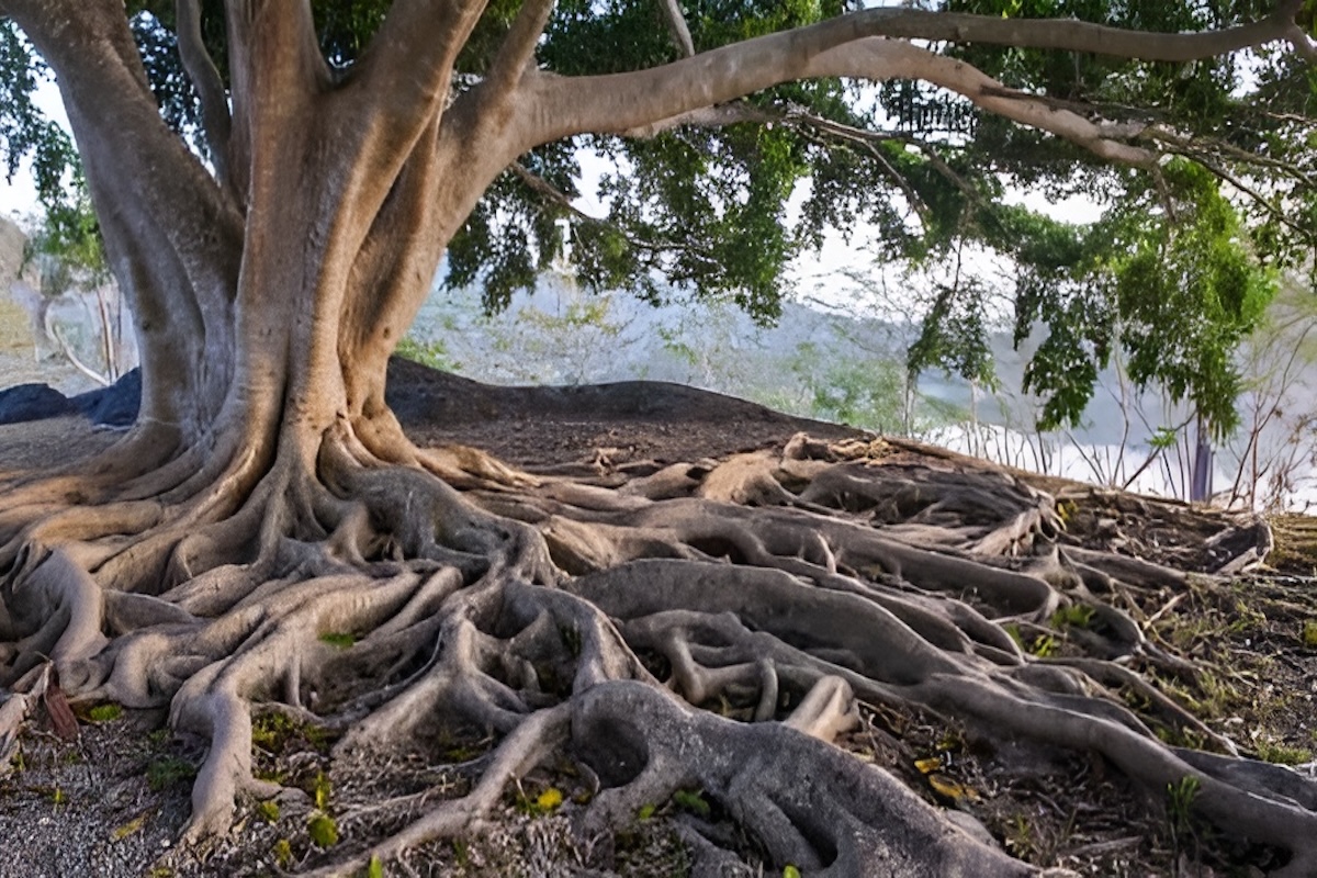 Invasive arizona tree roots