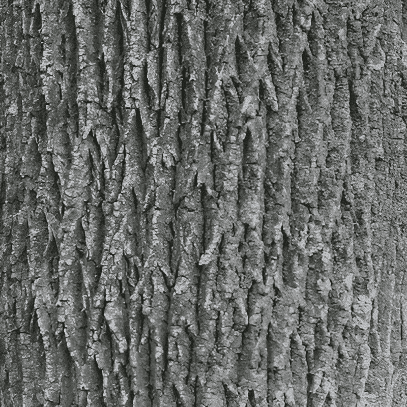 bark of an ash tree
