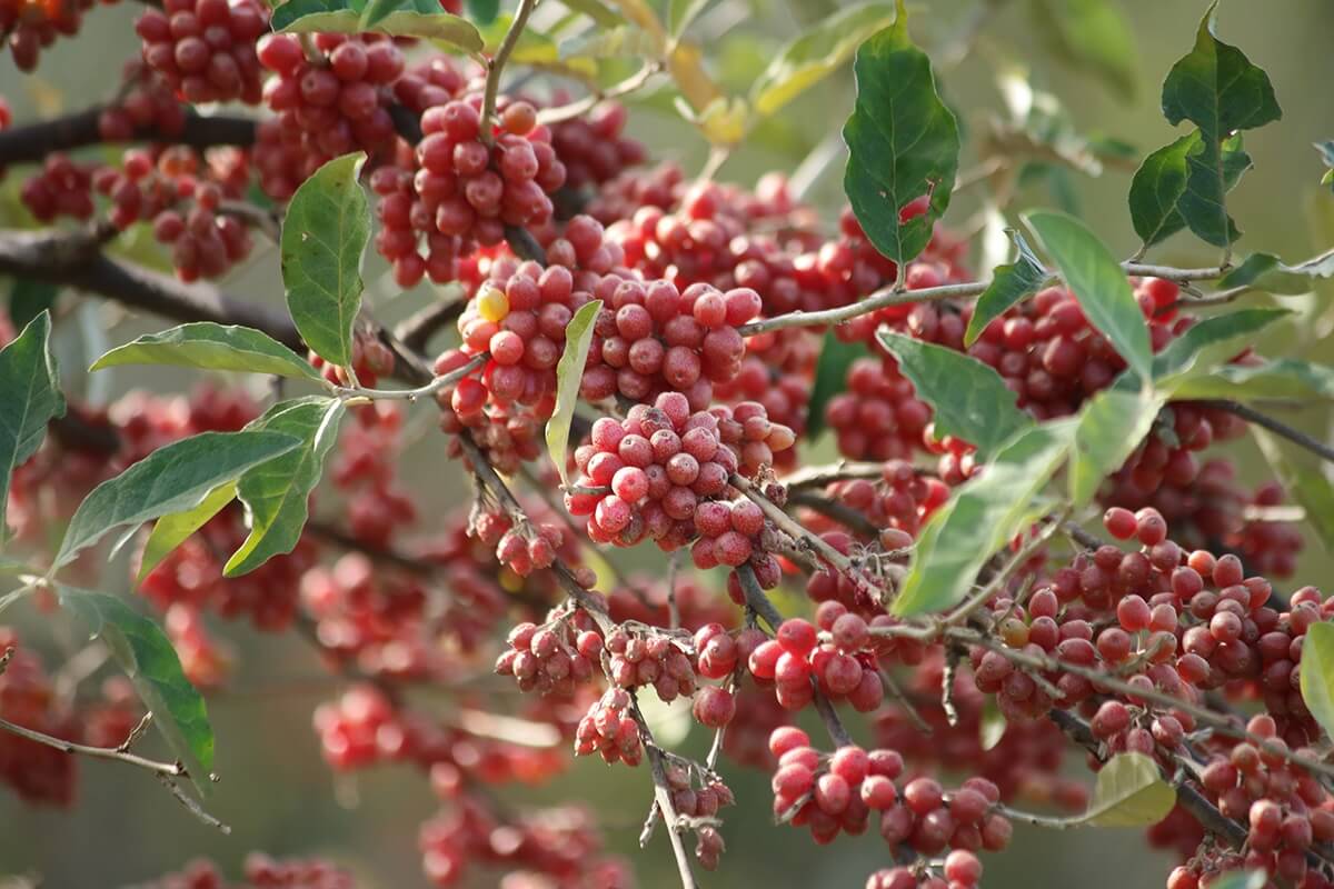 Autumn olive (Elaeagnus umbellata) forming a dense thicket along an Iowa fence line with silvery foliage