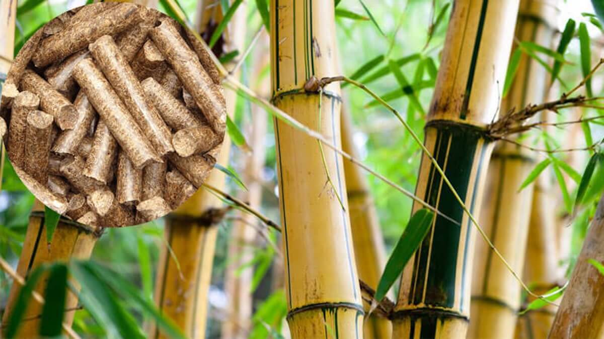 Bammboo is one of the fastest growing biomass crops in the world