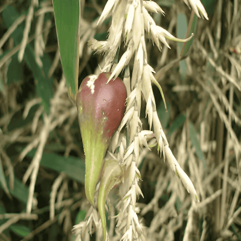 flowering bamboo