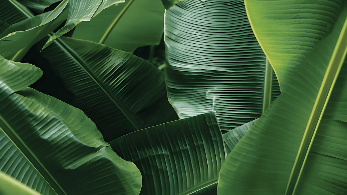 Banana leaves used in traditional and religious ceremonies, symbolizing prosperity and fertility