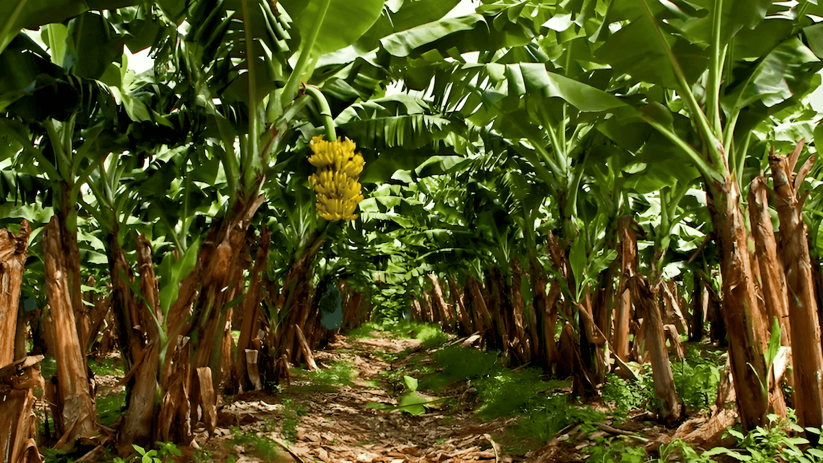 Rows upon rows of banana trees in a plantation