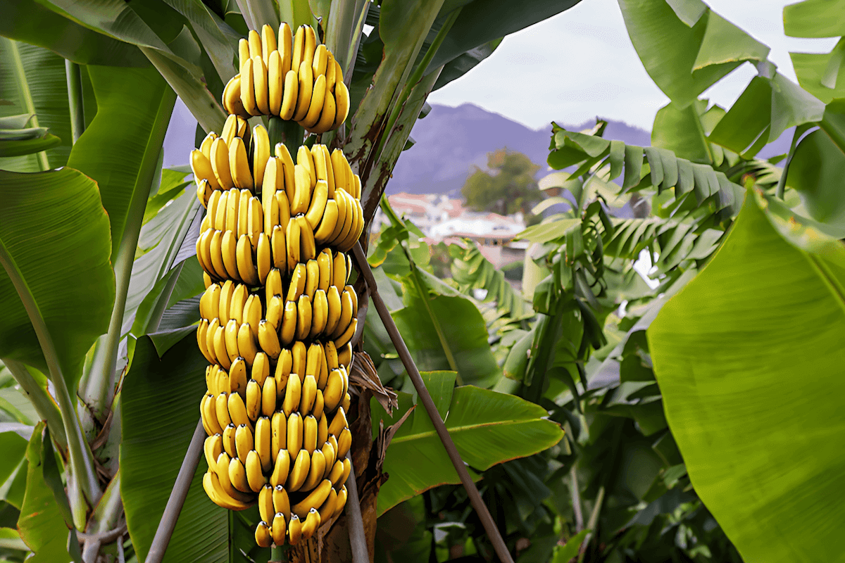 Banana plants are giant herbaceous plants