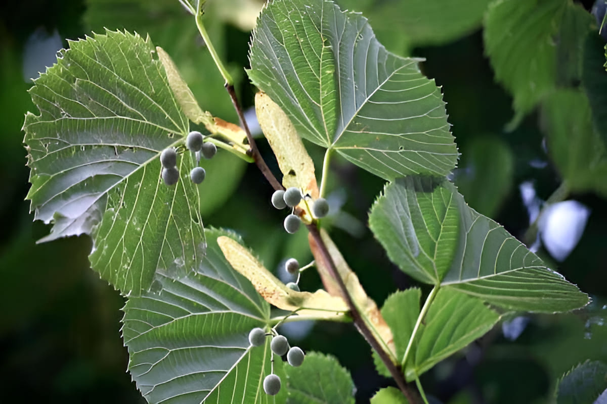Wood of a linden (basswood) tree