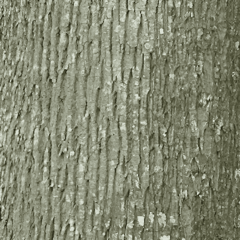 bark of a basswood tree
