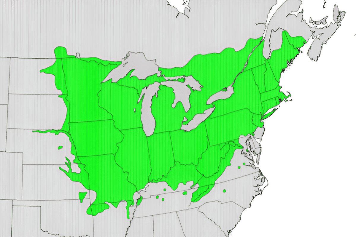 basswood growing zones usa