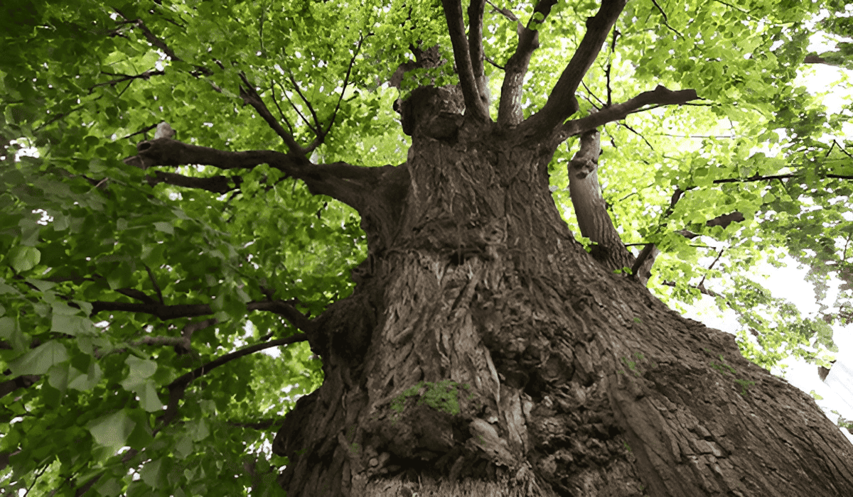 American linden (basswood) plantation