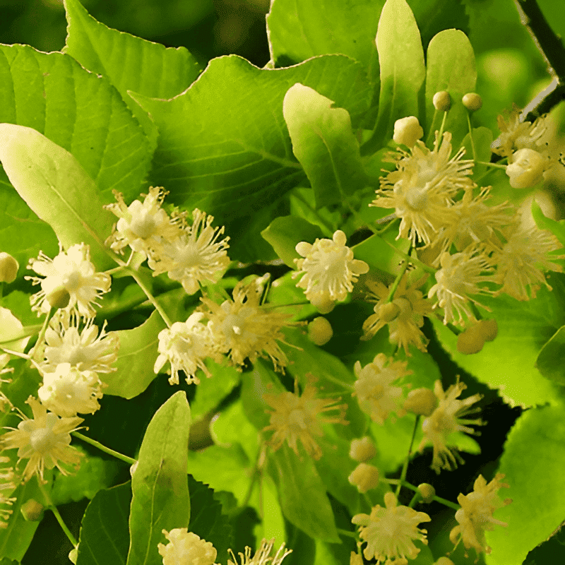 grpwing basswood trees