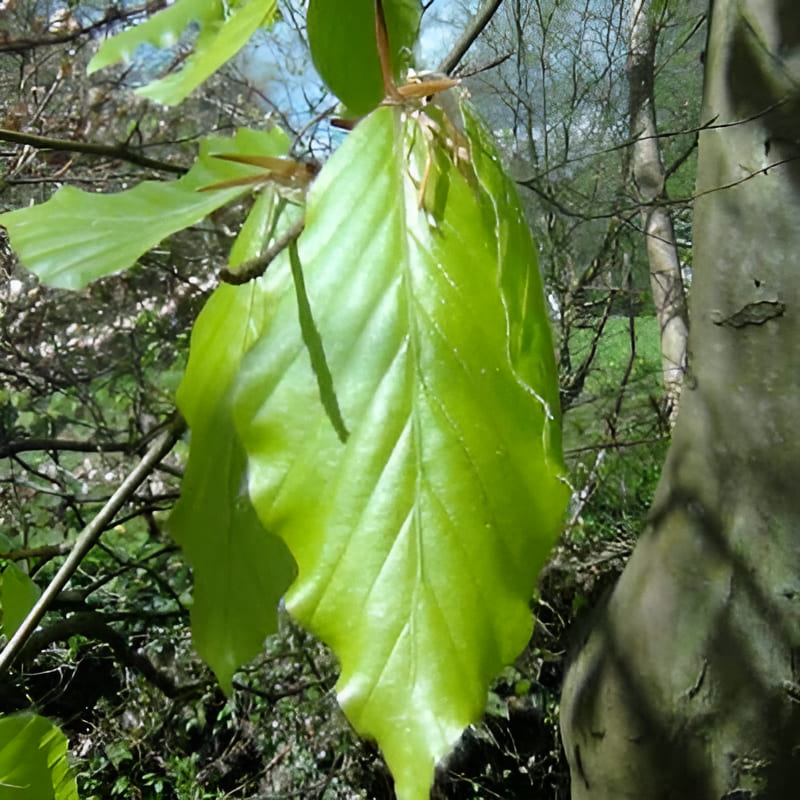 beech tree branch with green leaves