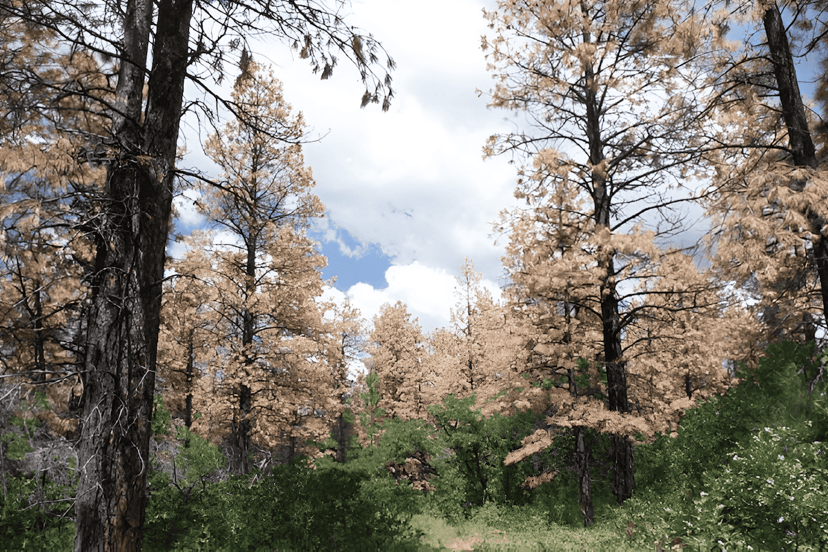 pine tree die off from bark beetle infestation in a Colorado forest