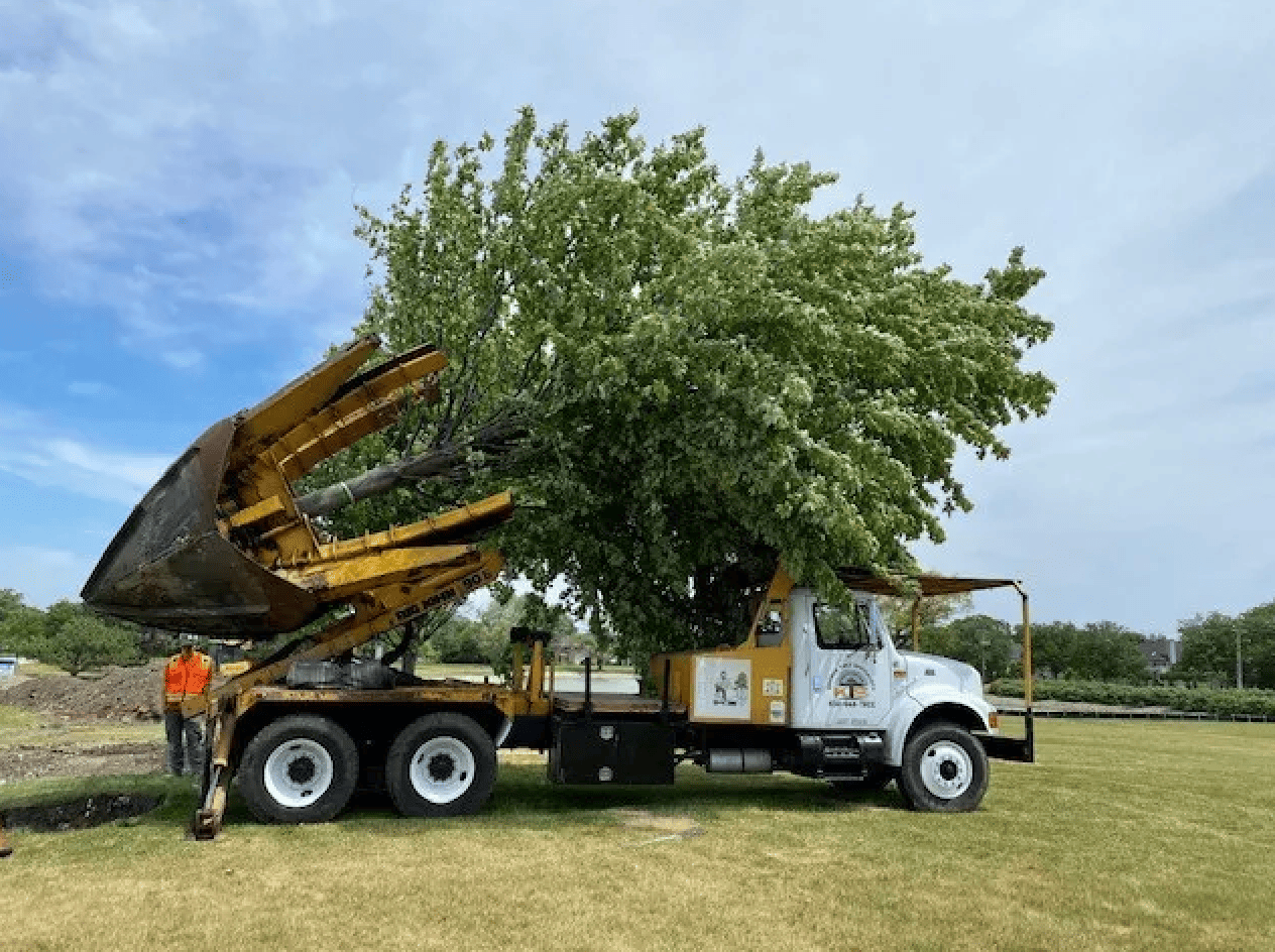 how to plant a big tree