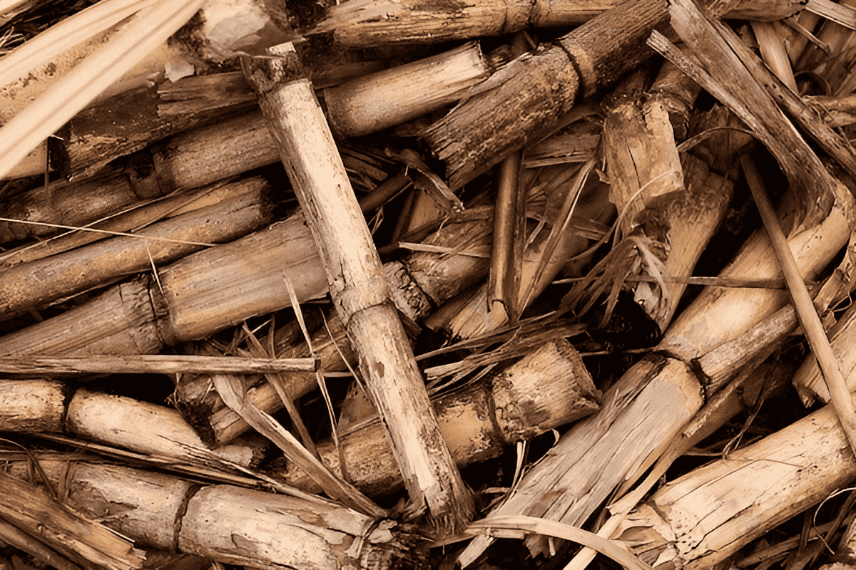 Growing bamboo for biomass