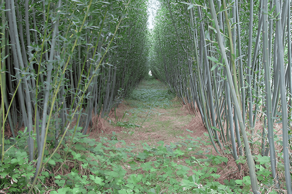 weeping willow biomass plantations
