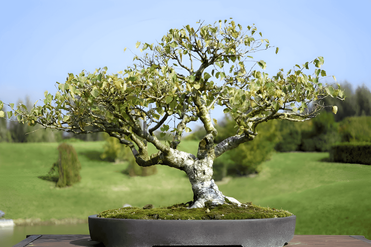 Birch bonsai tree