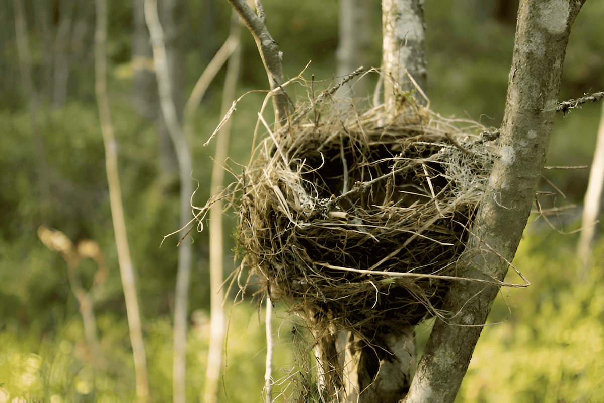 Types of bird nests