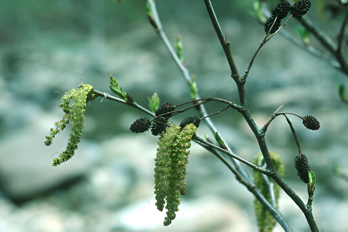 European black alder (Alnus glutinosa) along a wet Massachusetts stream edge