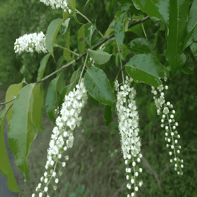 wild black cherry tree identification in a hardwood forest