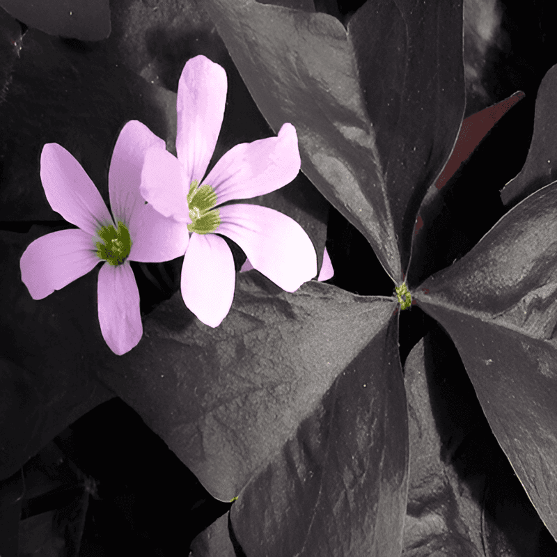 black ebony tree identification