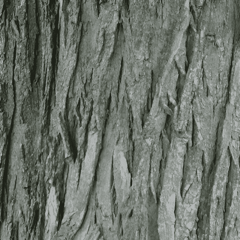 black locust bark
