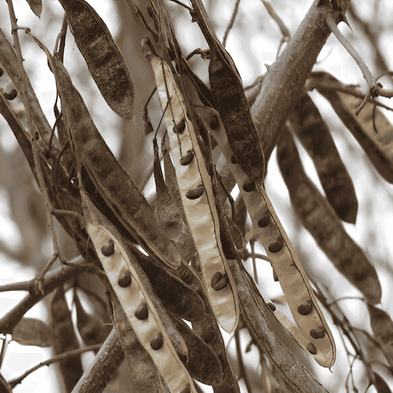 black locust tree identification