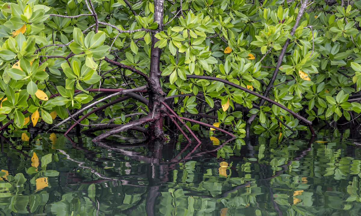 tropical black mangroves with pneumatophore breathing roots