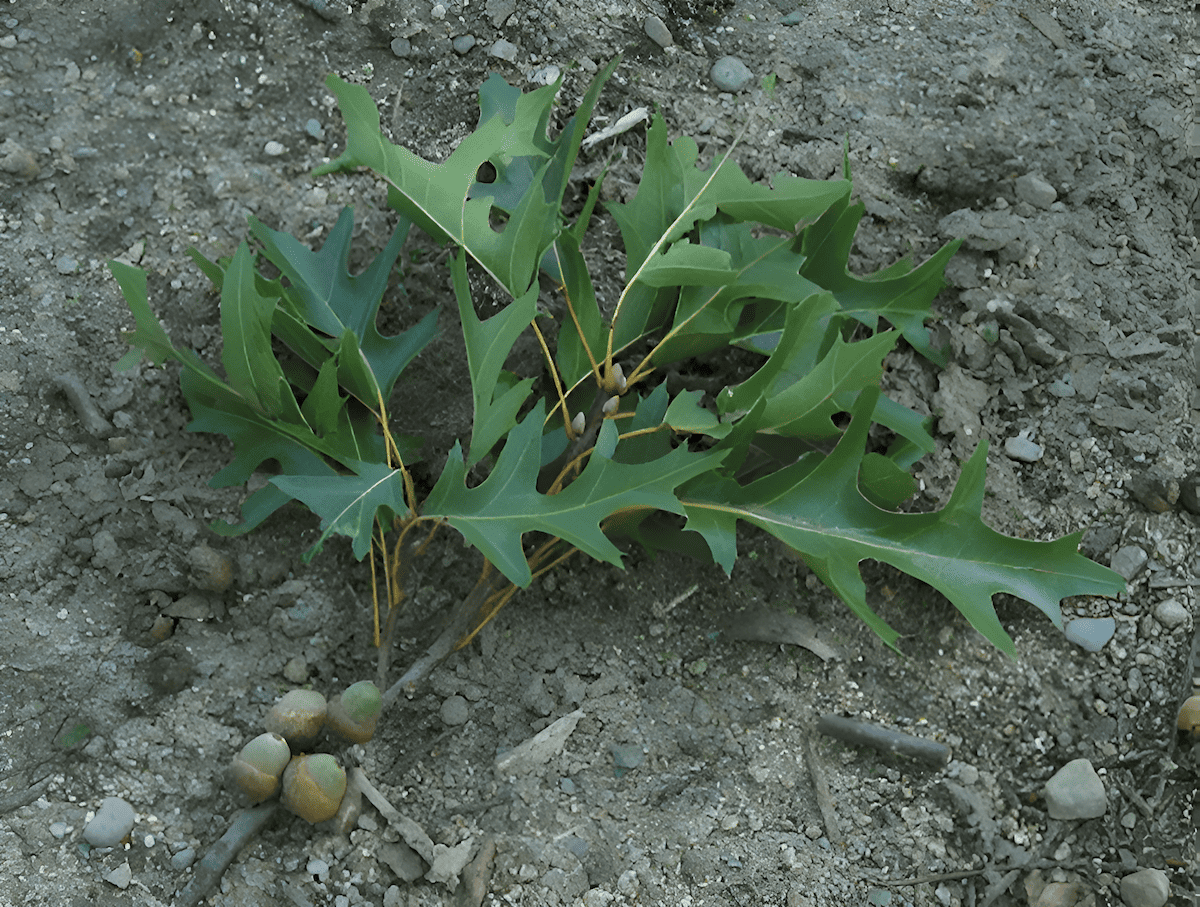 yellow oak smooth bark oak black oak in tennessee