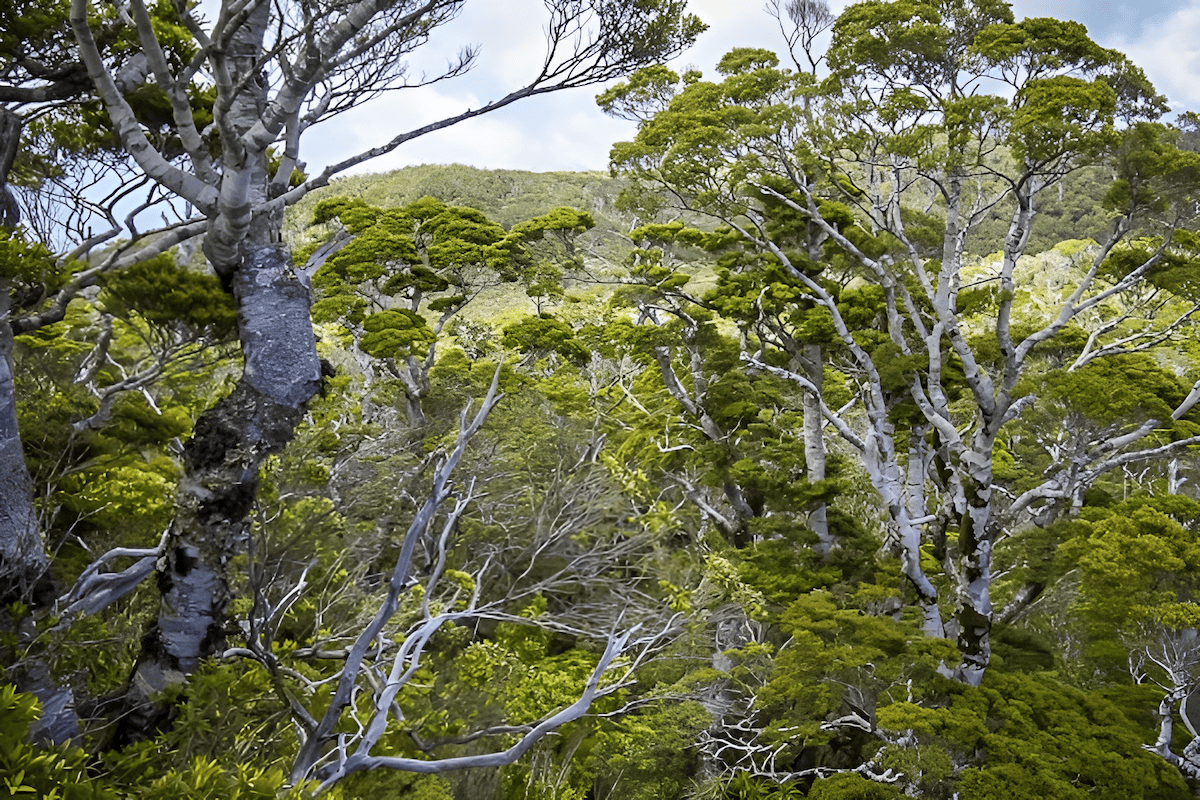 Black Sea beech forests that grow in northern Turkey